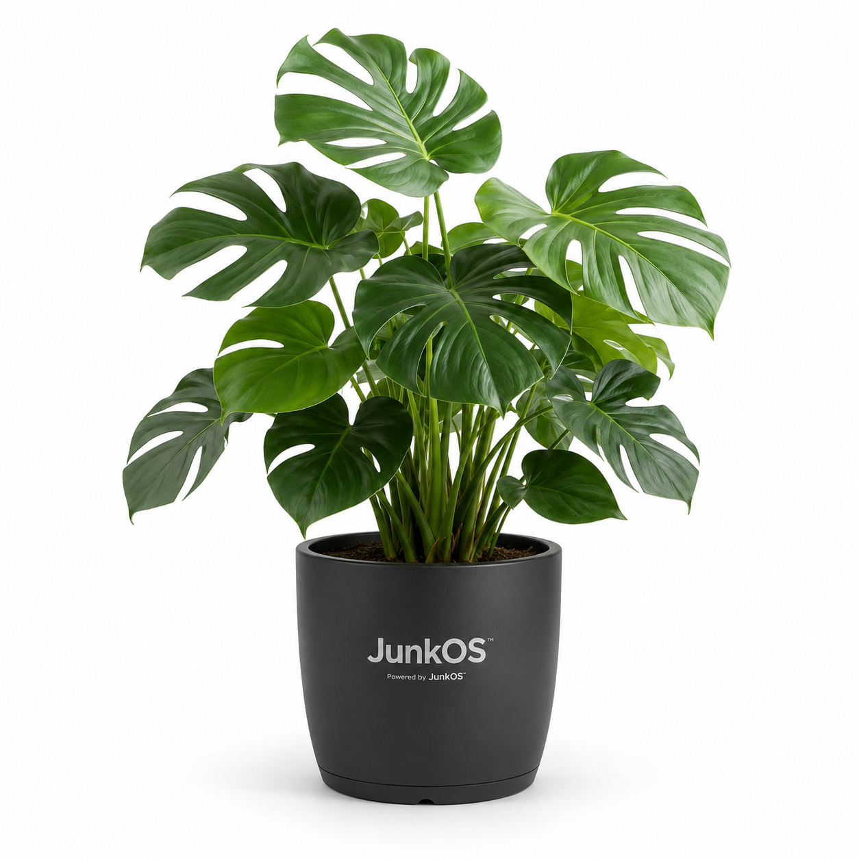 Large Potted Plant